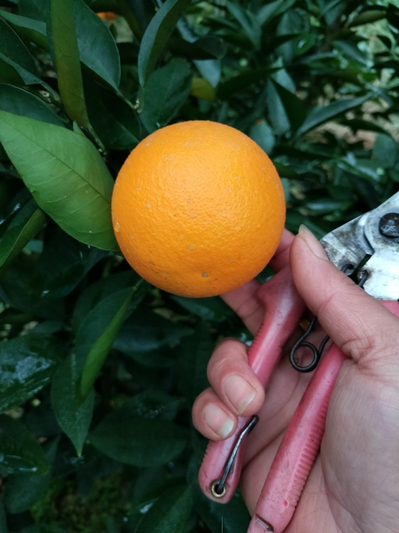 夏橙苗阿尔及利亚福罗斯特品种个大皮薄颜色橙黄口感十足