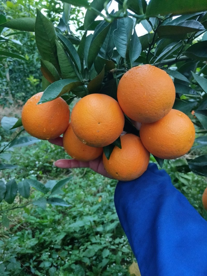 夏橙苗阿尔及利亚福罗斯特品种个大皮薄颜色橙黄口感十足