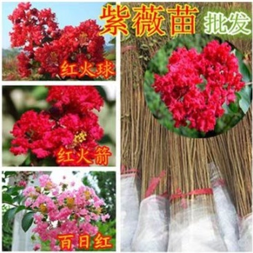 绿化工程美国四季红火箭紫薇花速生百日红树苗小苗庭院盆栽种