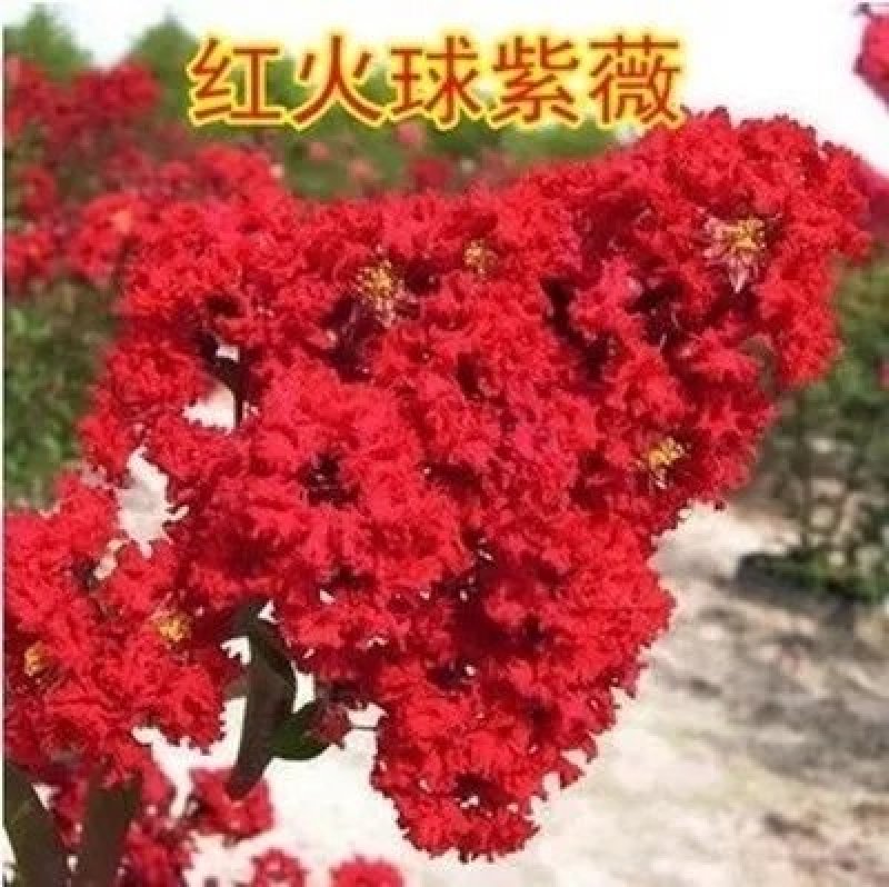 绿化工程美国四季红火箭紫薇花速生百日红树苗小苗庭院盆栽种
