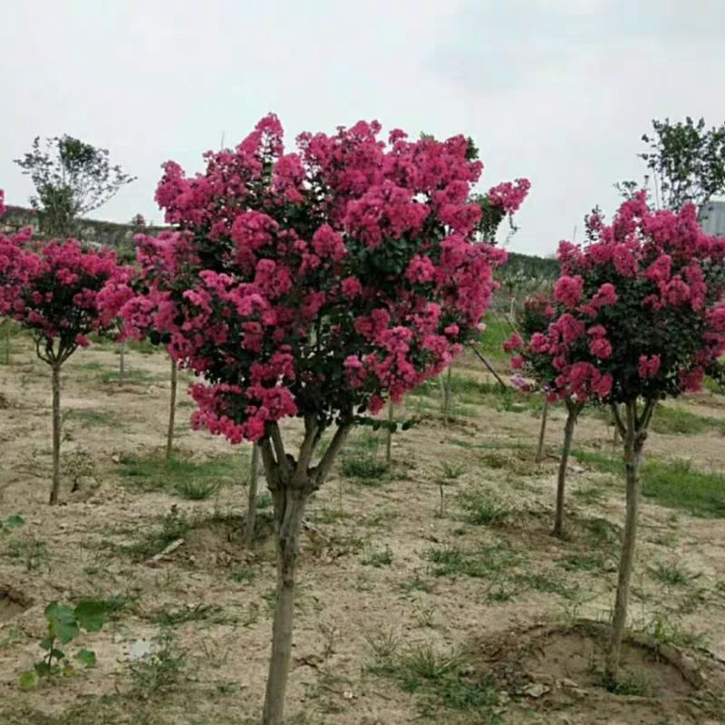 绿化工程美国四季红火箭紫薇花速生百日红树苗小苗庭院盆栽种