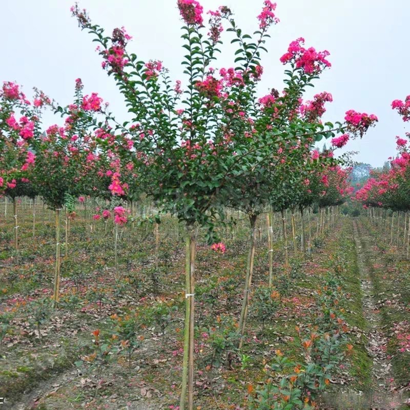 绿化工程美国四季红火箭紫薇花速生百日红树苗小苗庭院盆栽种