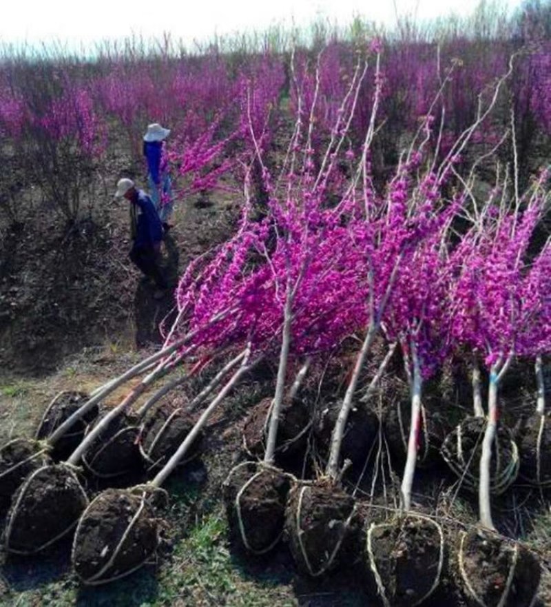 紫荆花树苗紫荆花苗满条红庭院开花植物花卉绿化园林苗木紫荆