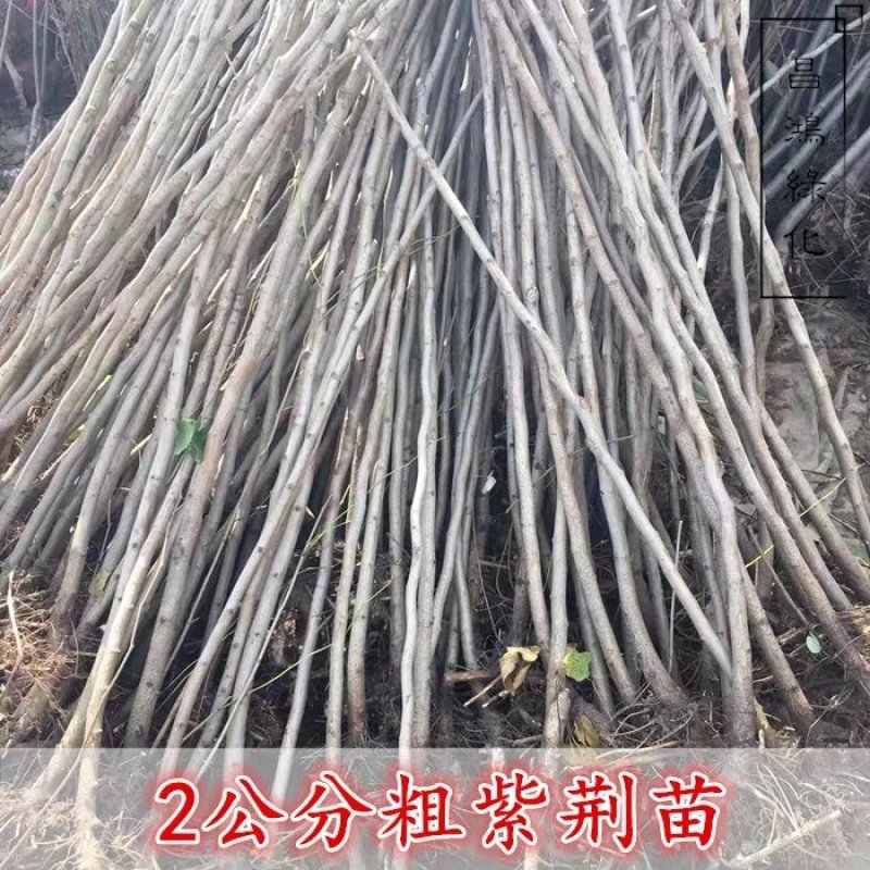 紫荆花树苗紫荆树苗别墅镇宅名贵庭院绿化植物四季风景树树木