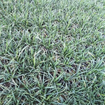 崂峪苔草青绿苔草一手货源量大从优基地直发质量保