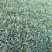 崂峪苔草青绿苔草一手货源量大从优基地直发质量保