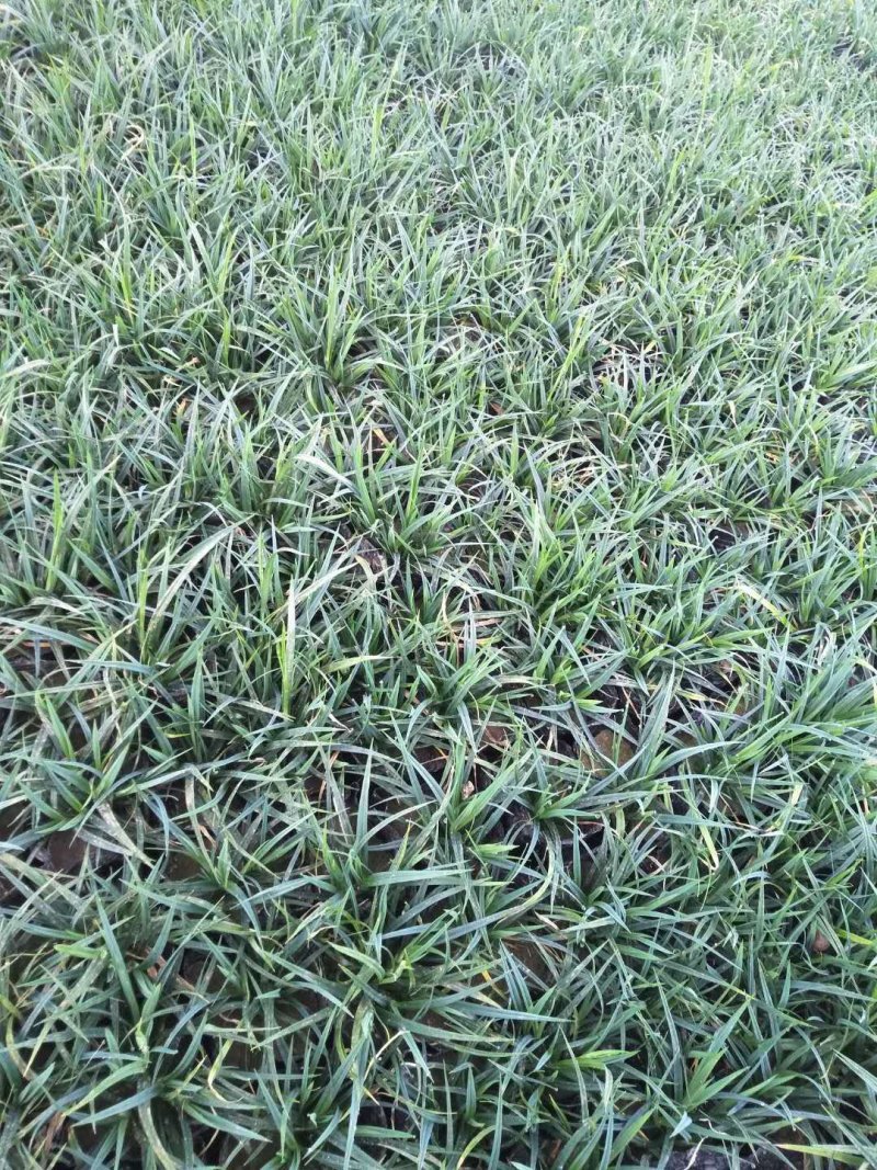 崂峪苔草青绿苔草一手货源量大从优基地直发质量保