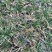 崂峪苔草青绿苔草一手货源量大从优基地直发质量保