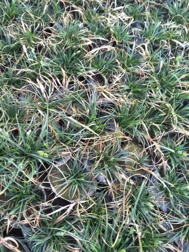 崂峪苔草青绿苔草一手货源量大从优基地直发质量保