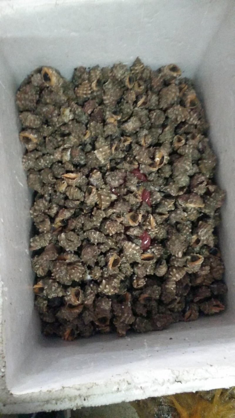 辣罗