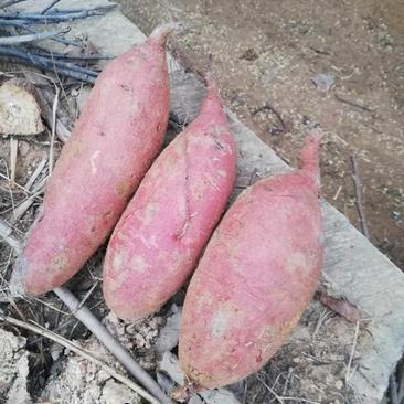 日照莒县济薯26西瓜红红薯大量出售，基地批发窖存红薯价格