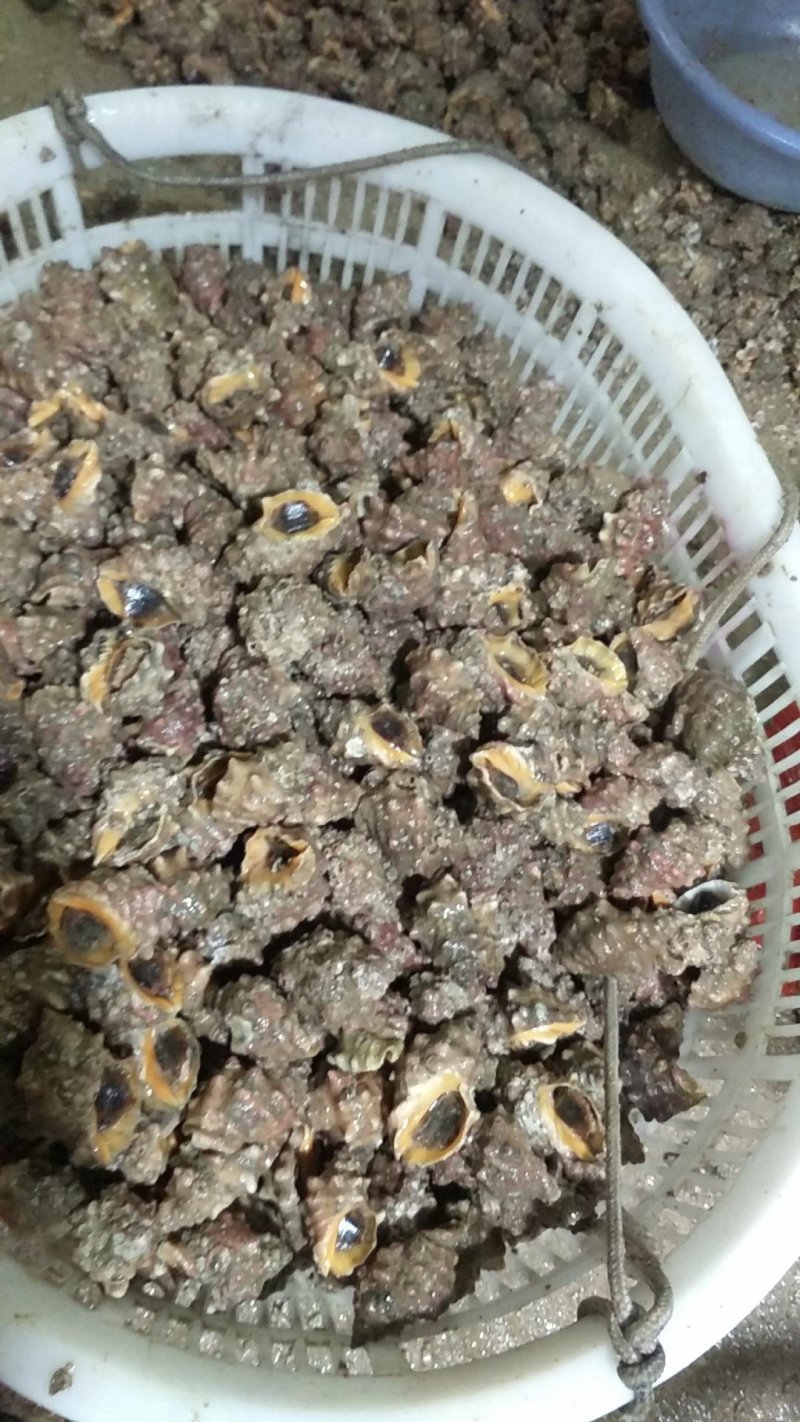 辣罗