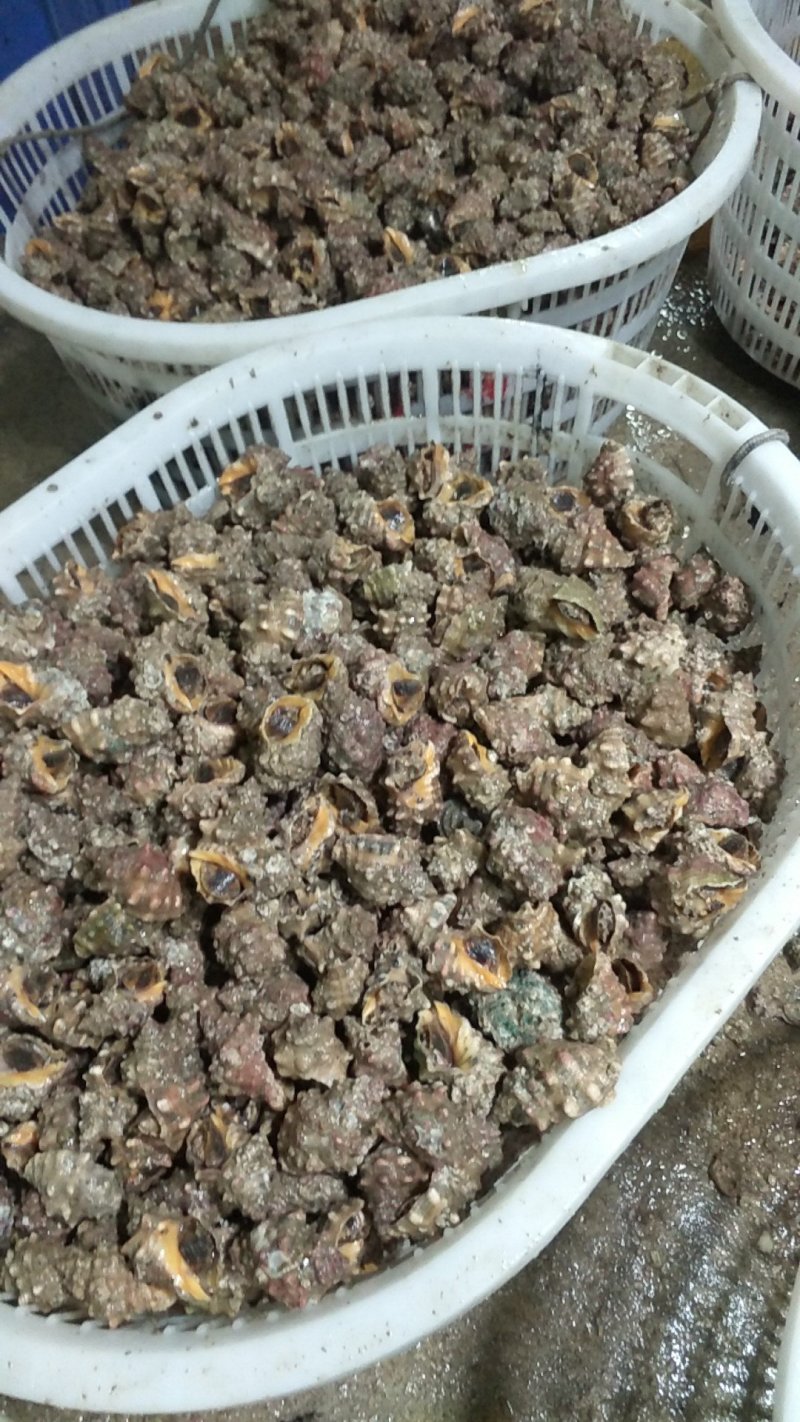 辣罗