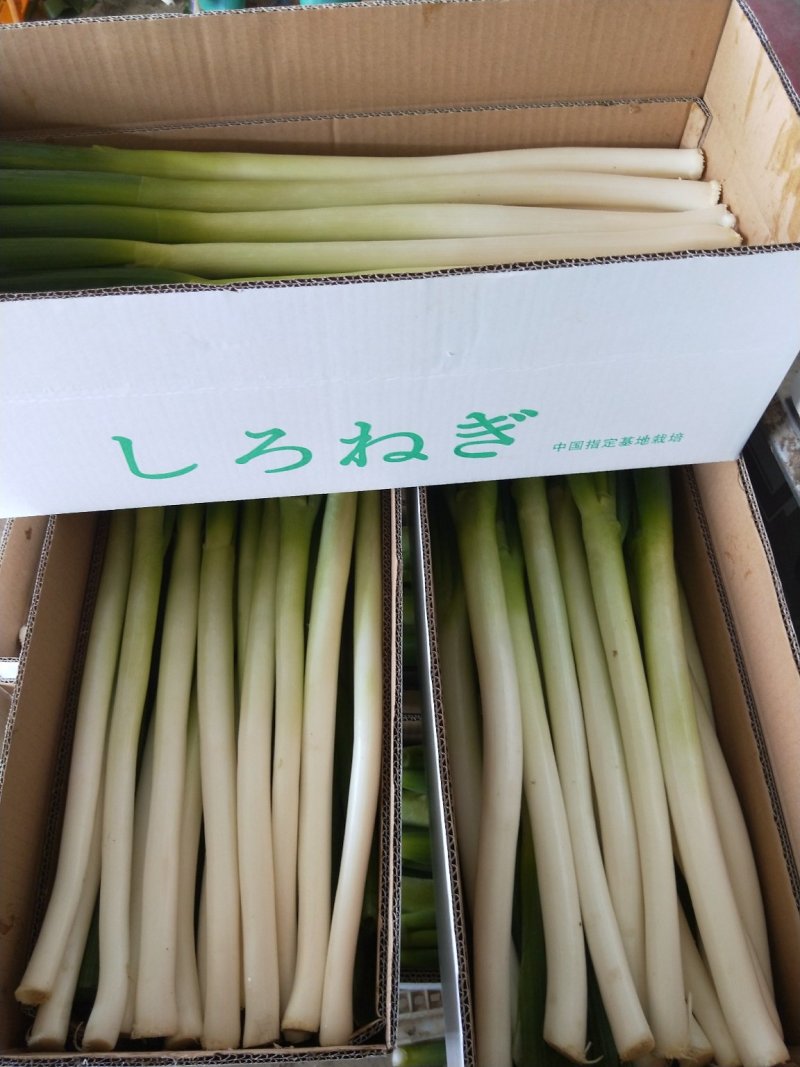 福建大葱毛葱内销出口净葱大量上市欢迎关注