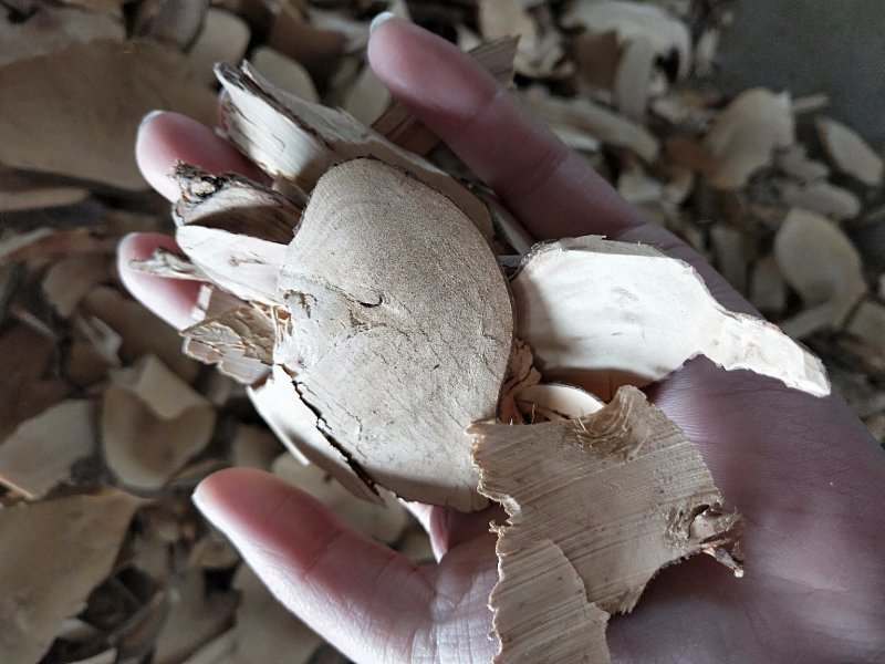 中药材茶树根货真价实量大从优无熏硫
