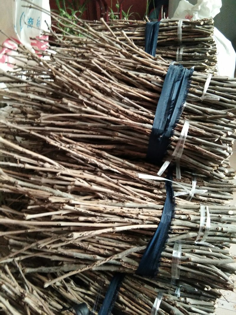 优质白蜡卵枝批发零售金蝉卵枝金蝉种苗