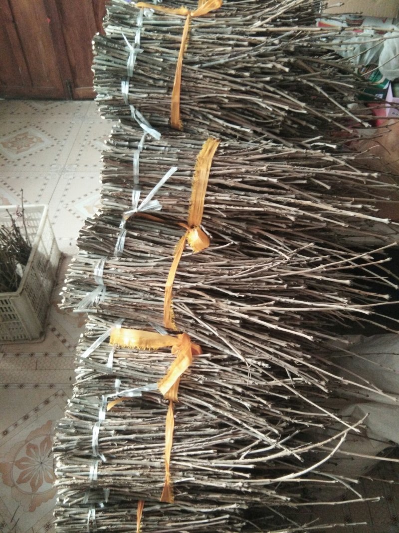 优质白蜡卵枝批发零售金蝉卵枝金蝉种苗