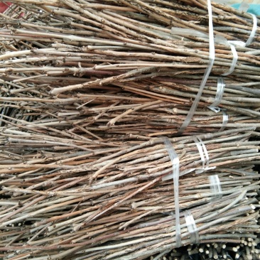 优质白蜡卵枝批发零售金蝉卵枝金蝉种苗