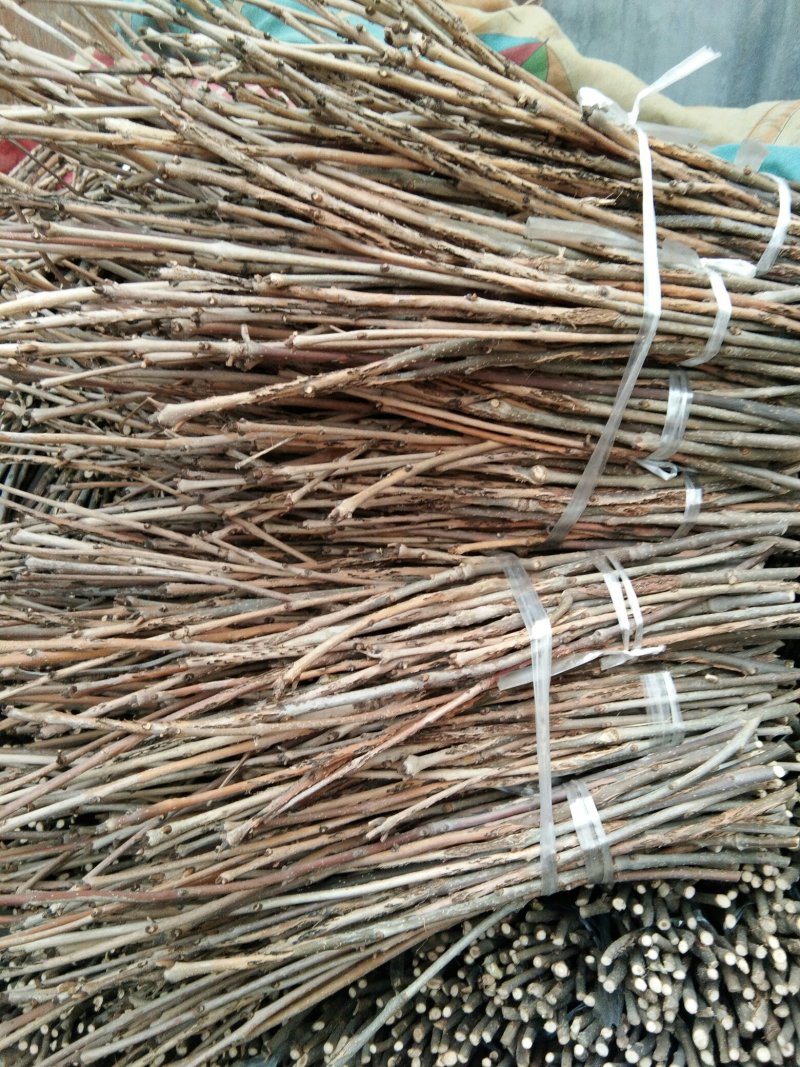 优质白蜡卵枝批发零售金蝉卵枝金蝉种苗