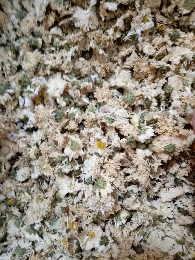 菊花茶