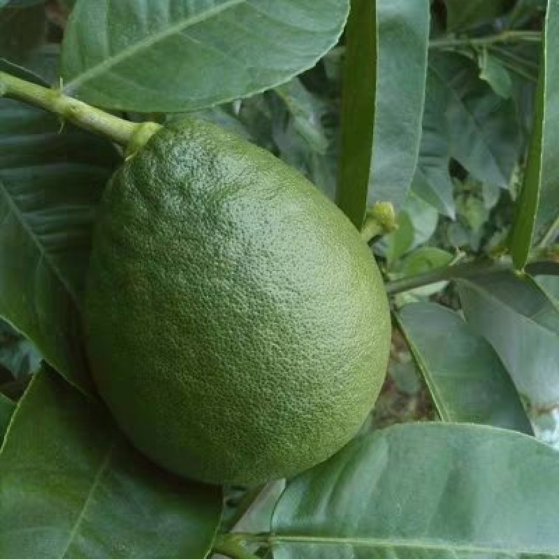 四季香水柠檬树苗带花水果苗盆栽绿植室内阳台庭院植物当年结