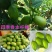 四季香水柠檬树苗带花水果苗盆栽绿植室内阳台庭院植物当年结