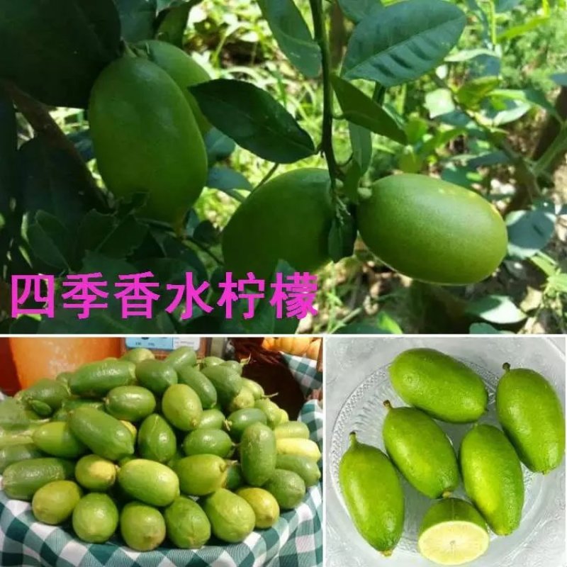 四季香水柠檬树苗带花水果苗盆栽绿植室内阳台庭院植物当年结