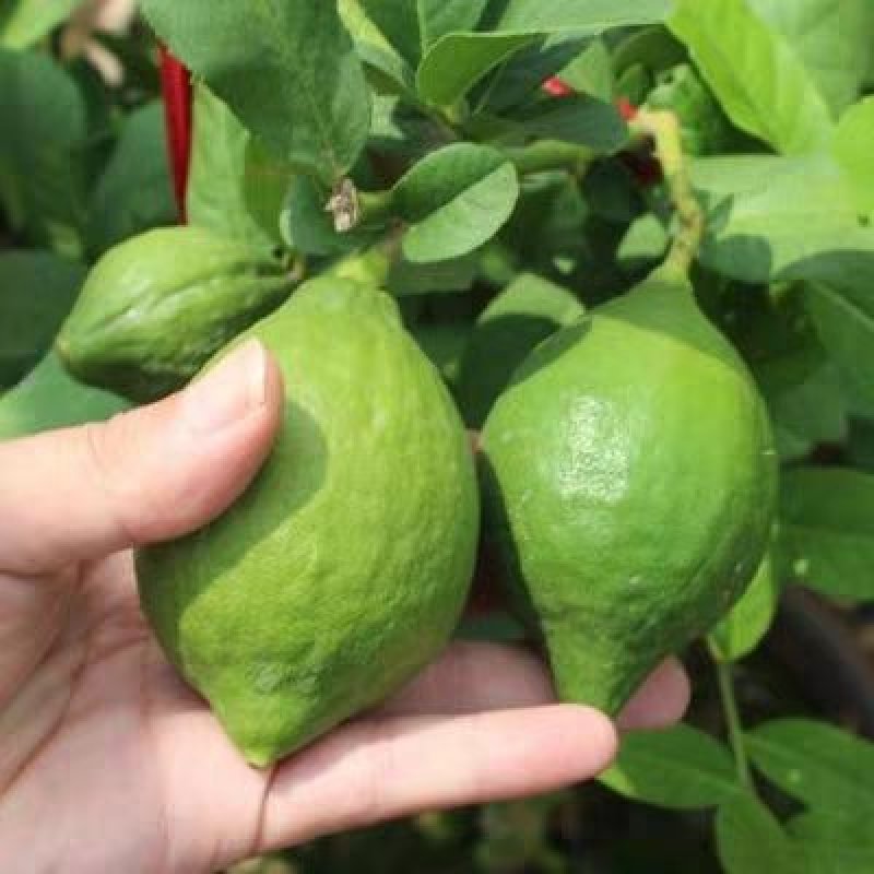 四季香水柠檬树苗带花水果苗盆栽绿植室内阳台庭院植物当年结