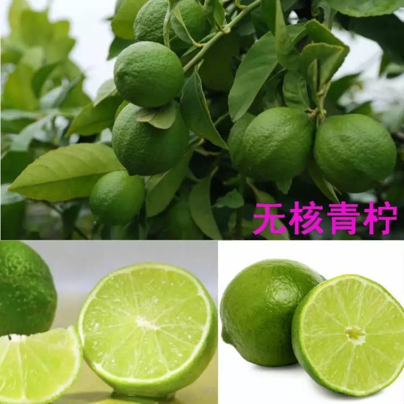 柠檬苗盆栽带果柠檬果树苗南方北方种植阳台庭院当年结果柠檬