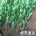 柠檬苗盆栽带果柠檬果树苗南方北方种植阳台庭院当年结果柠檬