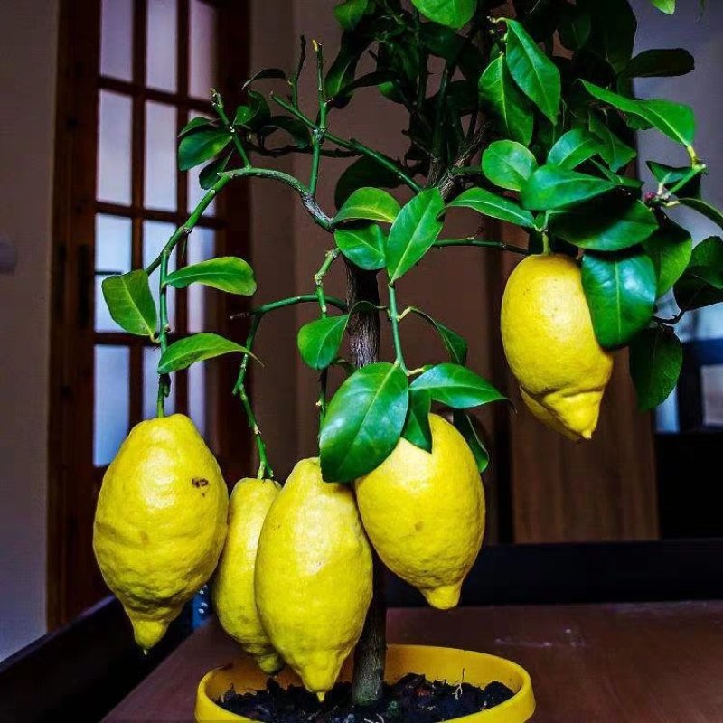 柠檬苗盆栽带果柠檬果树苗南方北方种植阳台庭院当年结果柠檬