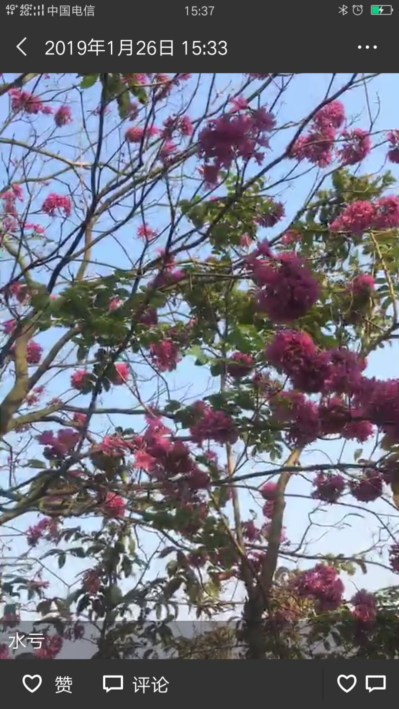 风铃木