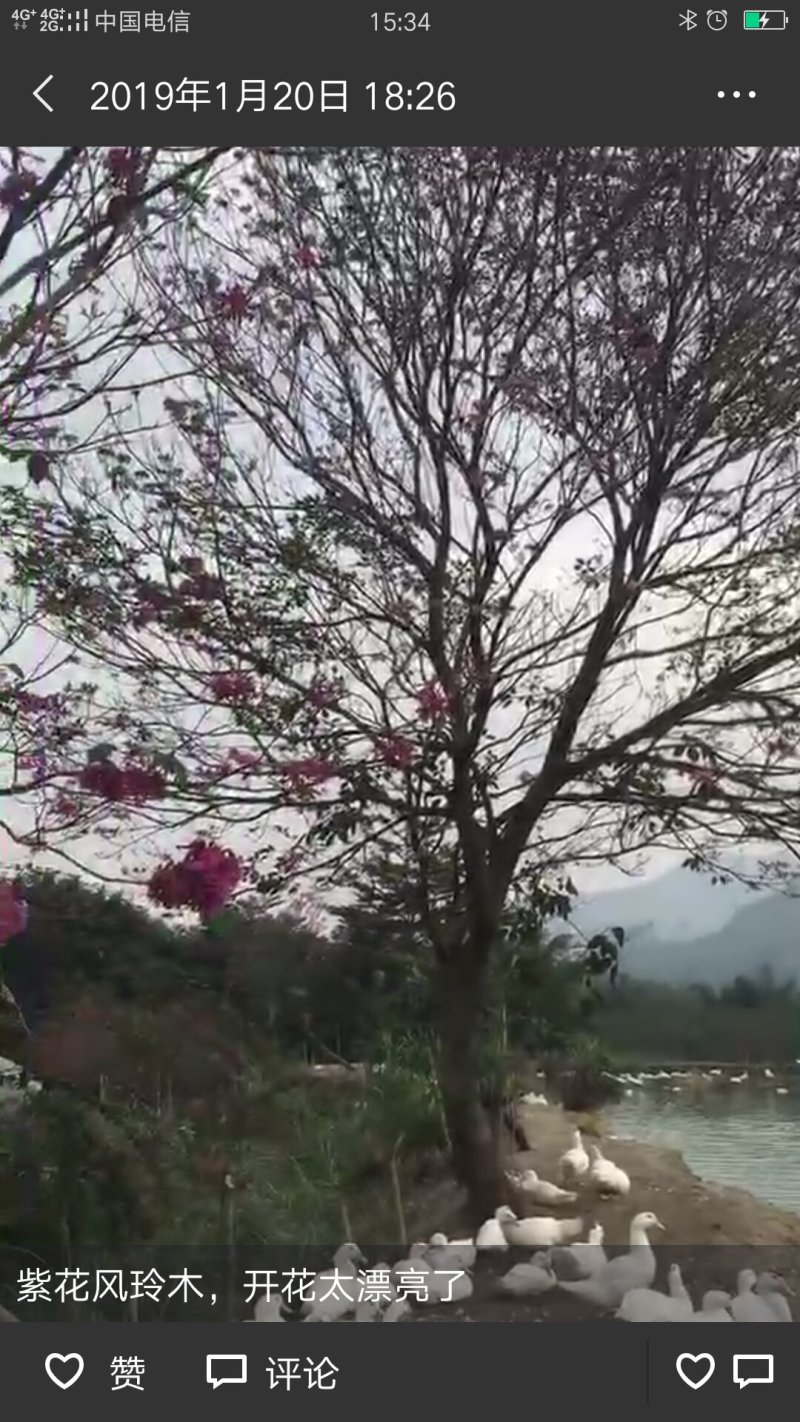 风铃木