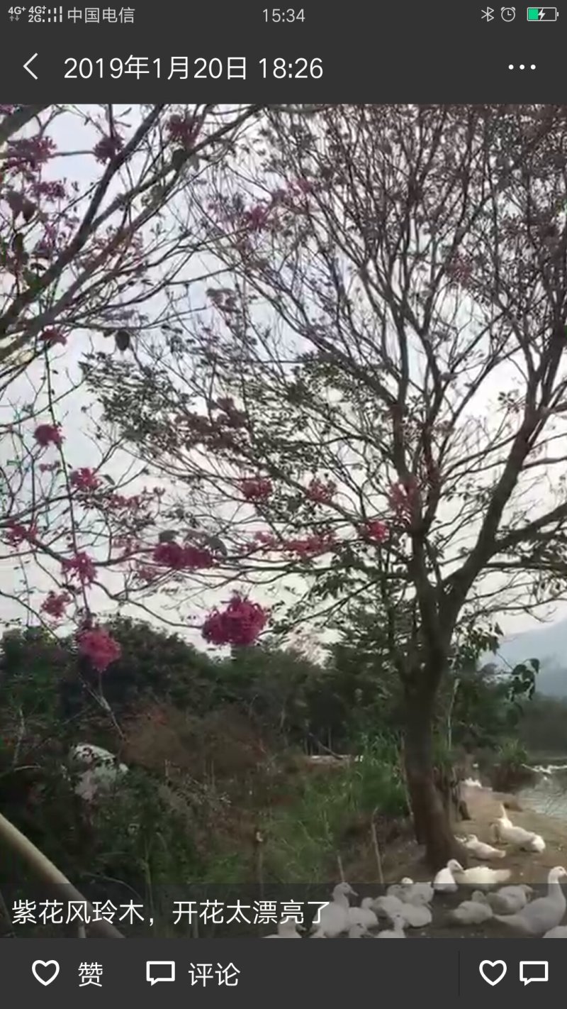 风铃木