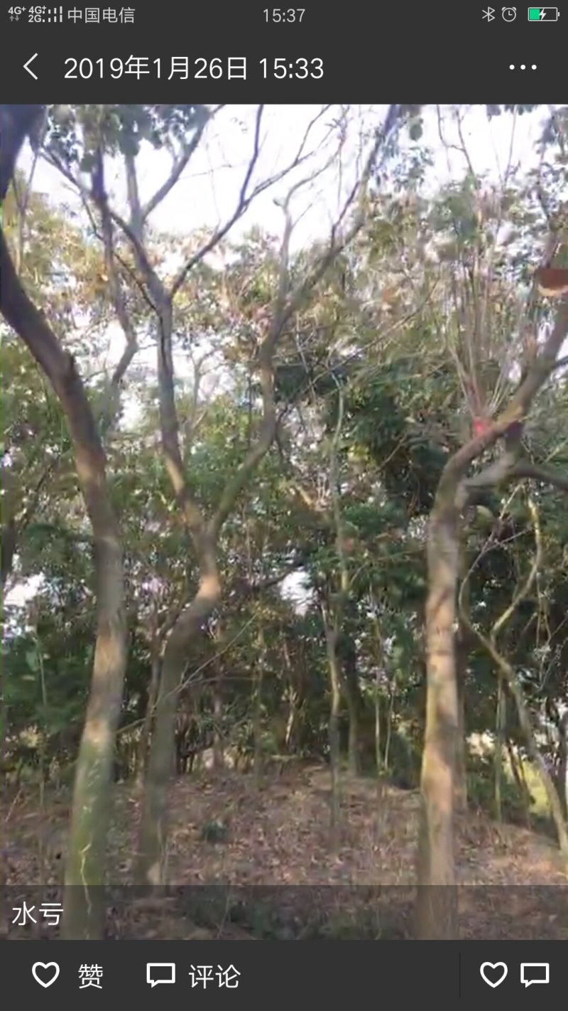 风铃木
