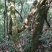 纯野生鸡血藤鲜货