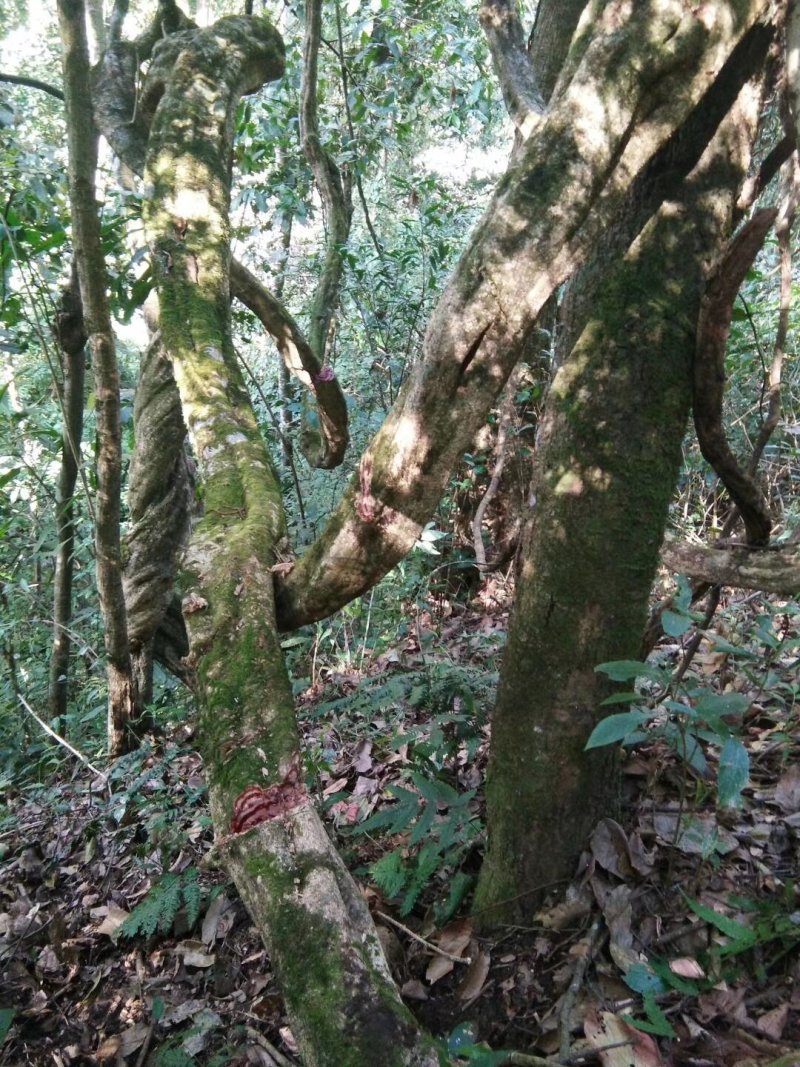 纯野生鸡血藤鲜货