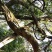 纯野生鸡血藤鲜货