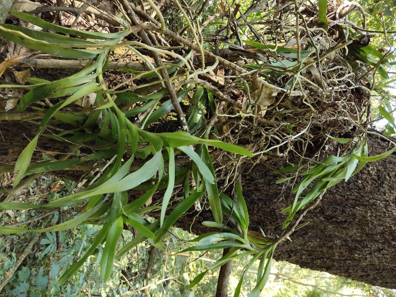 纯野生鸡血藤鲜货