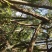 纯野生鸡血藤鲜货