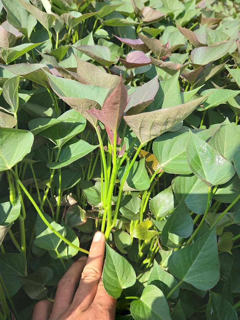 西瓜红红薯苗25-30厘米高产易活价廉物优