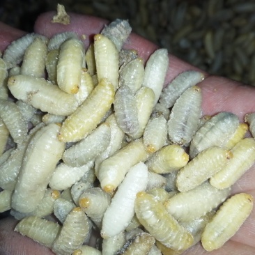 蜂蛹（新青边蛹）