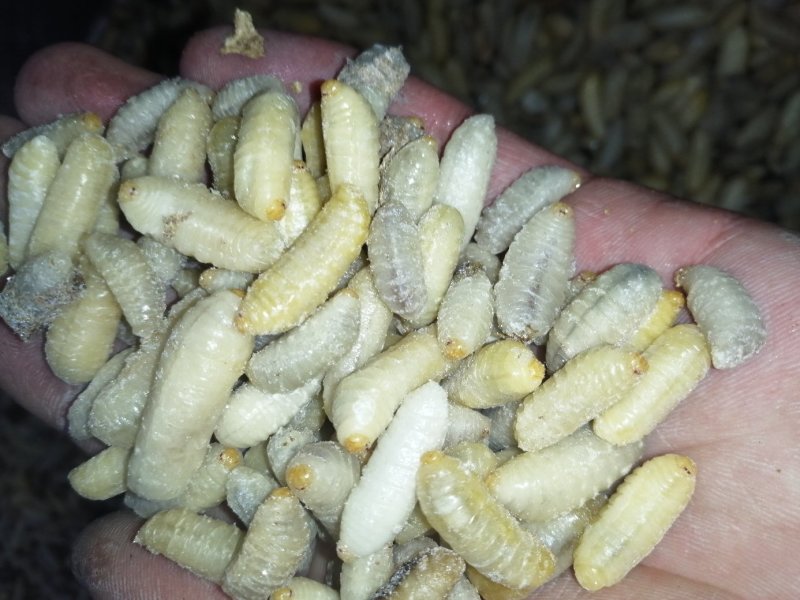 蜂蛹（新青边蛹）