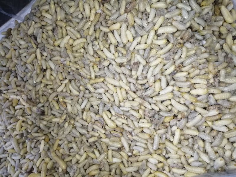 蜂蛹（新青边蛹）