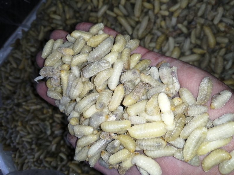 蜂蛹（新青边蛹）