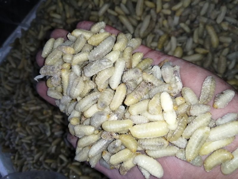 蜂蛹（新青边蛹）