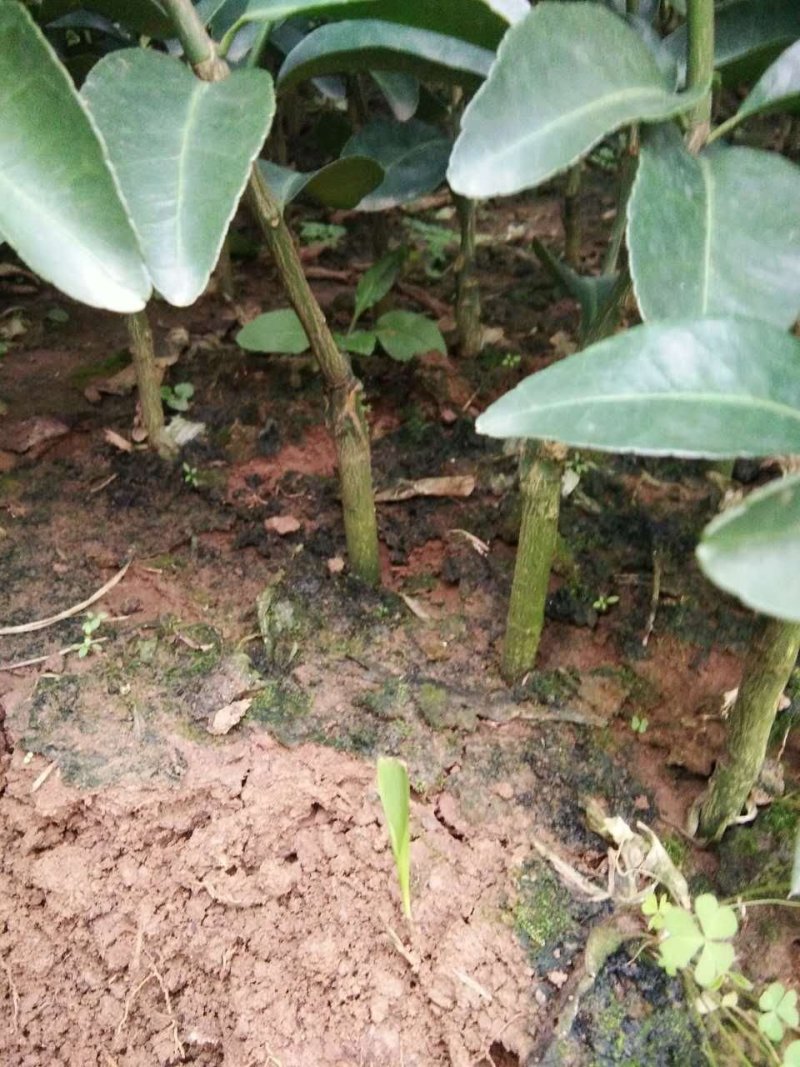 包邮沃柑嫁接苗优质沃柑苗