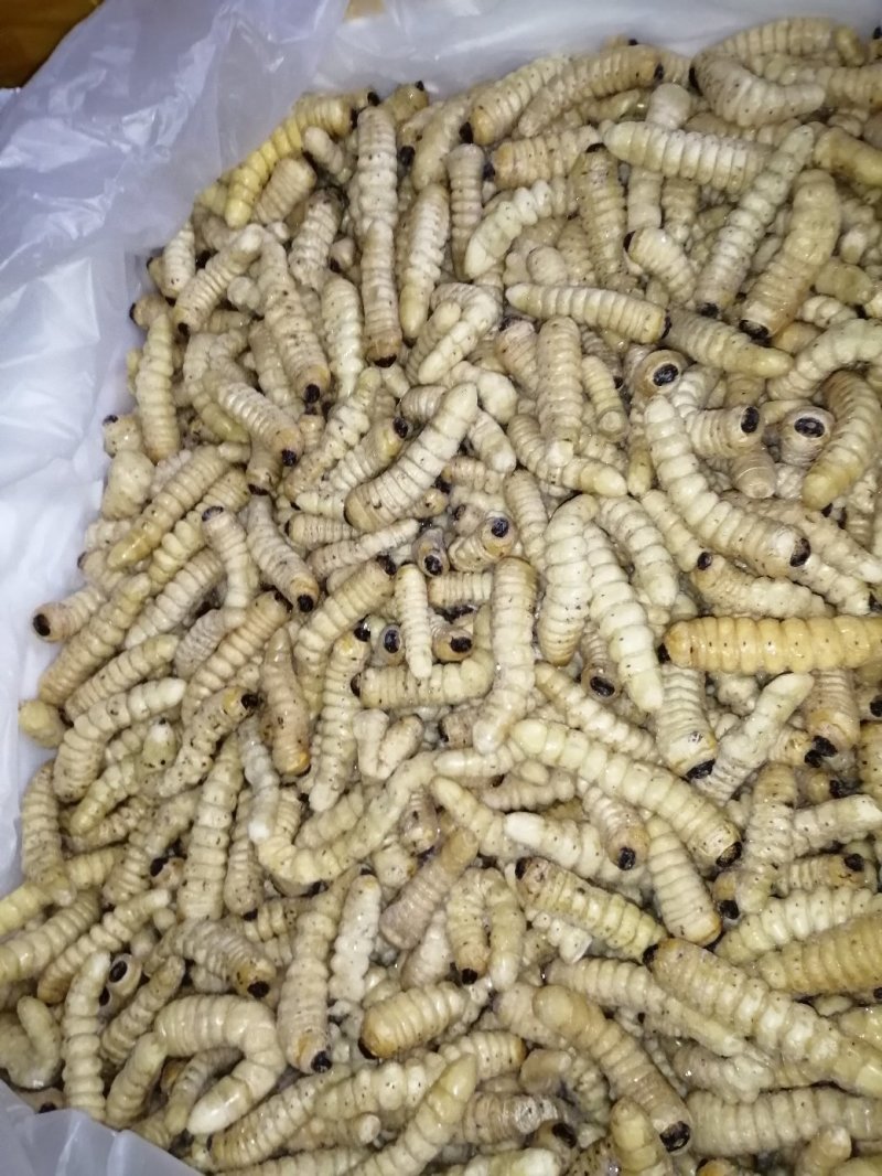 卓木虫木花哈虫