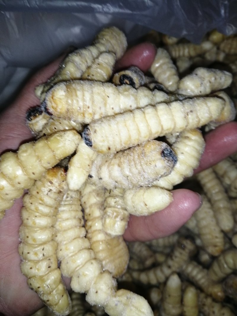 卓木虫木花哈虫