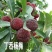 正宗嫁接杨梅